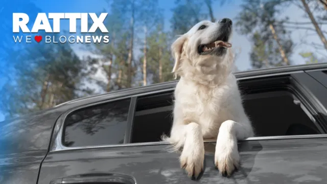 Cómo transportar a tu perro de manera segura en el coche